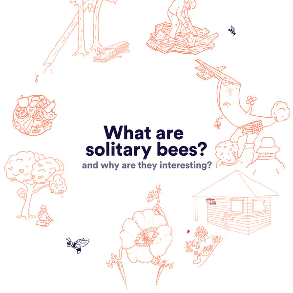 What are solitary bees?