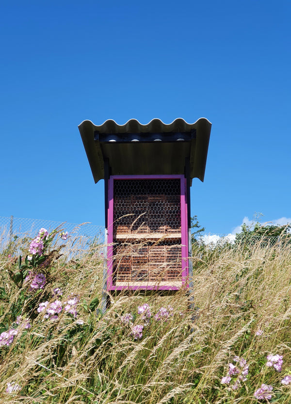 Experimental - How do Nest Colors Affect Solitary Bees?